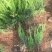 小龙柏种植基地小龙柏自产自销600万小龙柏低处理