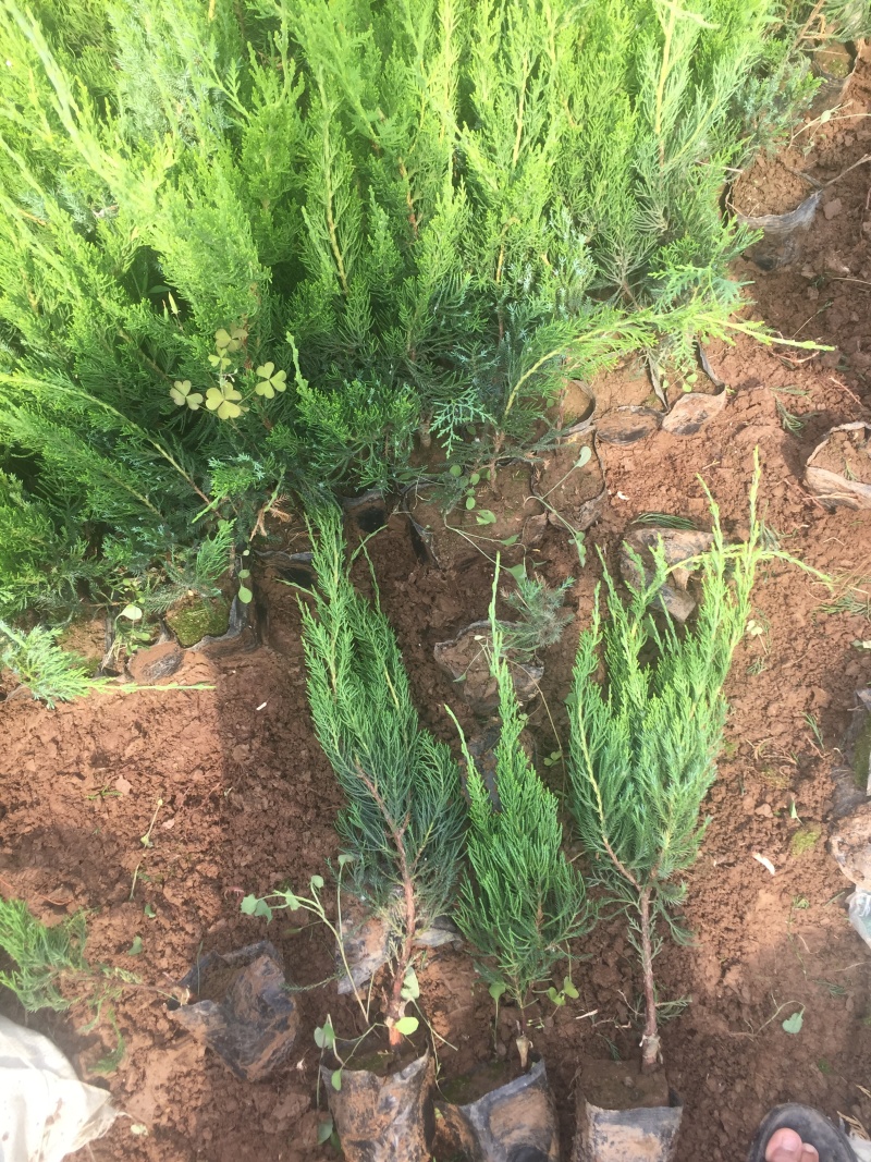 小龙柏种植基地小龙柏自产自销600万小龙柏低处理