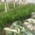 小龙柏种植基地小龙柏自产自销600万小龙柏低处理