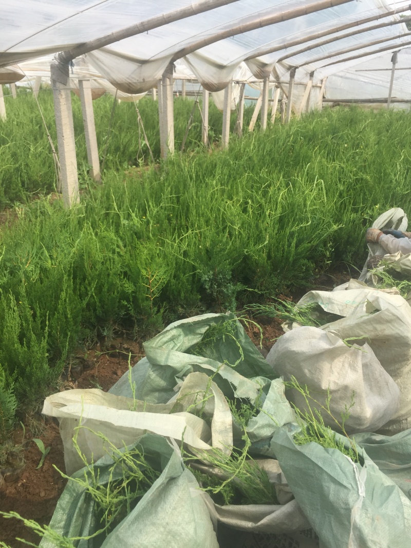 小龙柏种植基地小龙柏自产自销600万小龙柏低处理