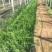 小龙柏种植基地小龙柏自产自销600万小龙柏低处理