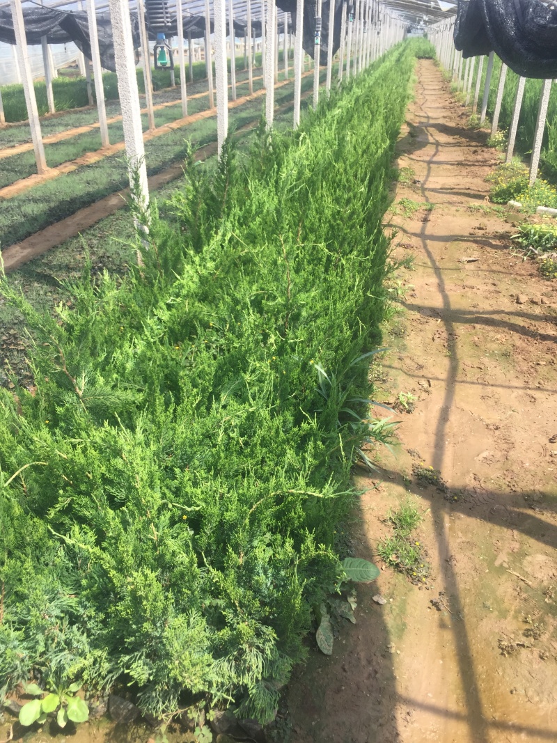 小龙柏种植基地小龙柏自产自销600万小龙柏低处理