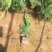 小龙柏种植基地小龙柏自产自销600万小龙柏低处理