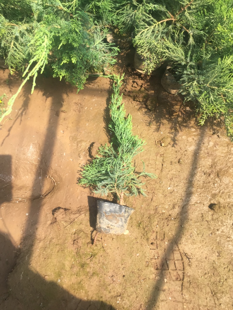 小龙柏种植基地小龙柏自产自销600万小龙柏低处理