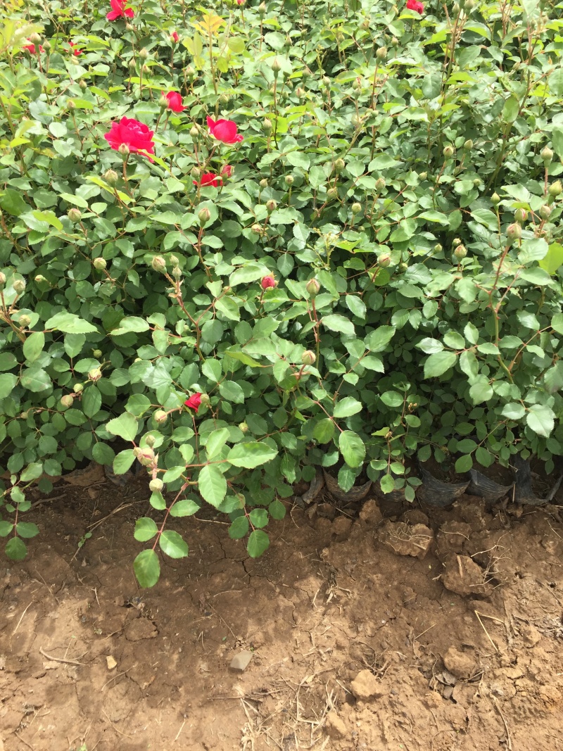 大花蔷薇自产自销大花蔷薇种植基地农户直销