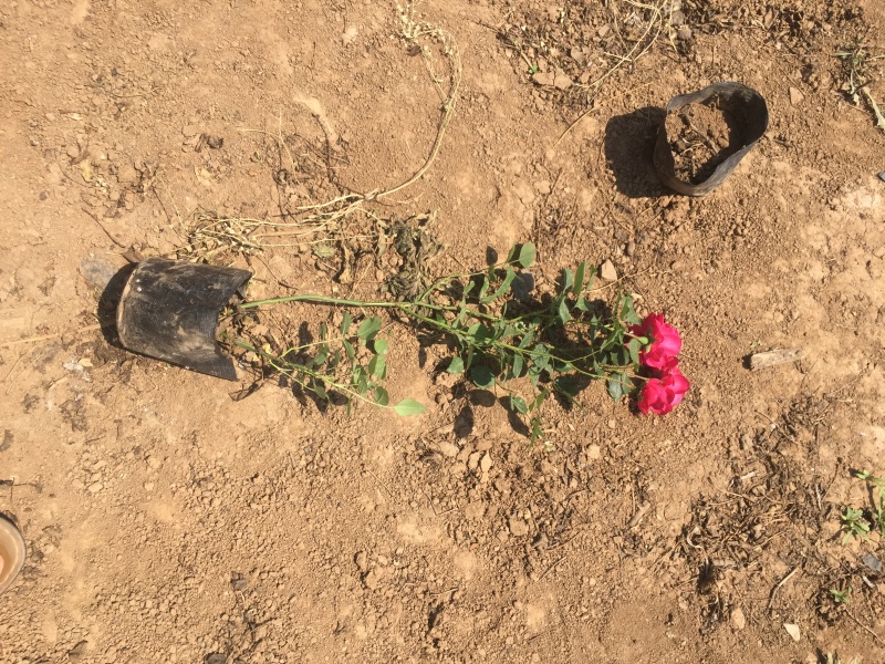 大花蔷薇自产自销大花蔷薇种植基地农户直销