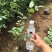 三季红蔷薇自产自销三季红蔷薇种植基地