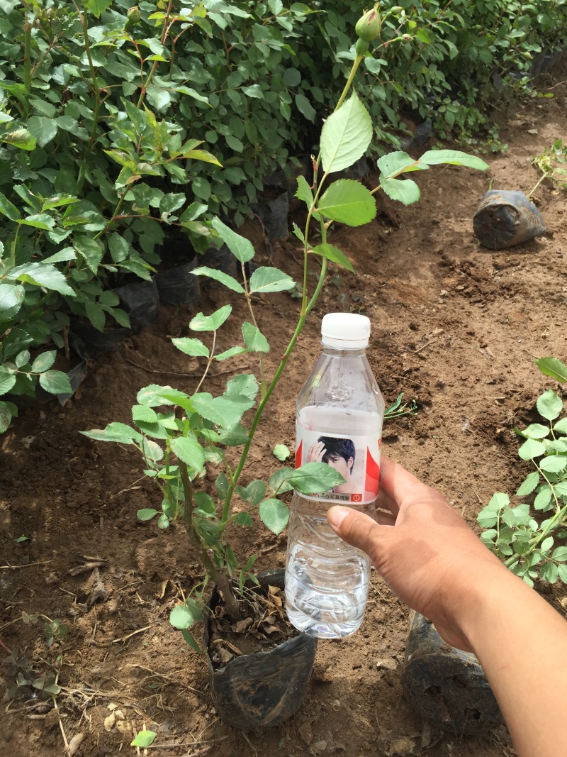 三季红蔷薇自产自销三季红蔷薇种植基地