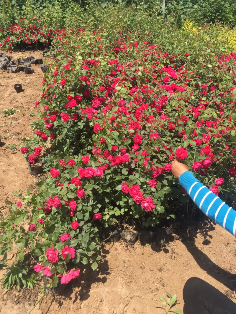 三季红蔷薇自产自销三季红蔷薇种植基地