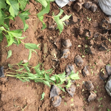 红王子锦带农户直销红王子锦带种植基地