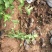红王子锦带农户直销红王子锦带种植基地