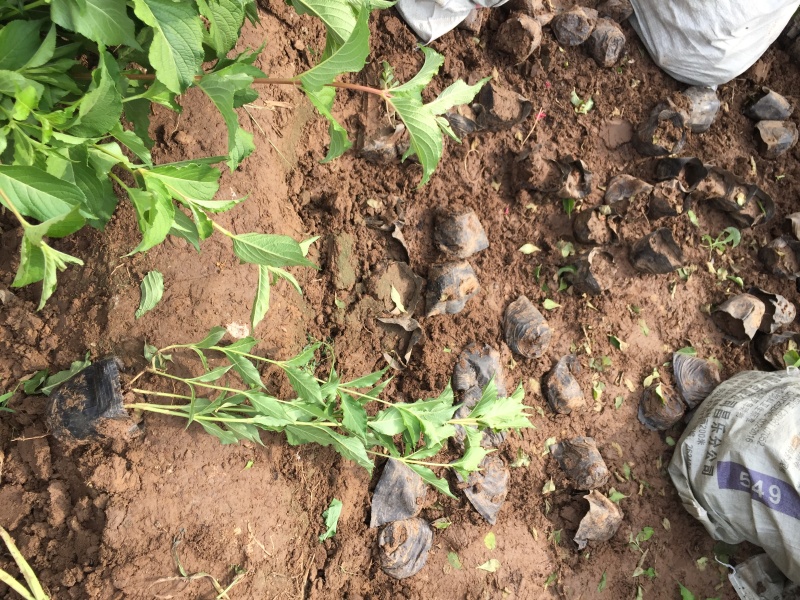 红王子锦带农户直销红王子锦带种植基地