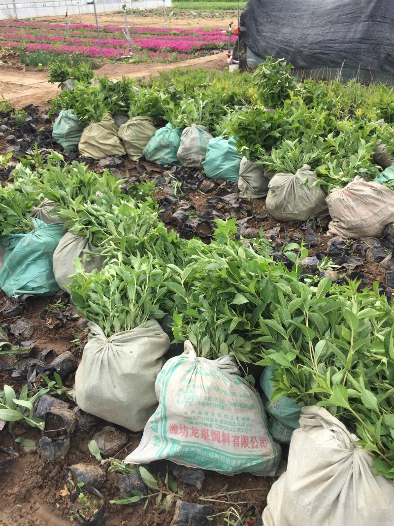 红王子锦带农户直销红王子锦带种植基地