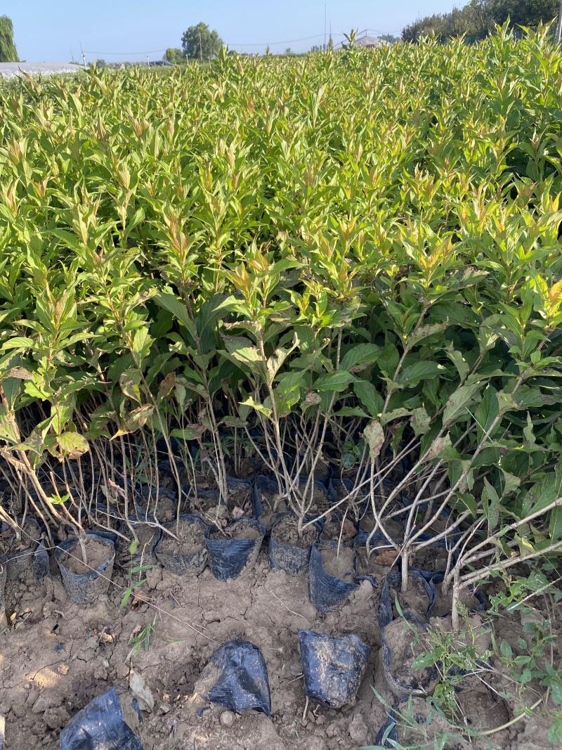 红王子锦带农户直销红王子锦带种植基地