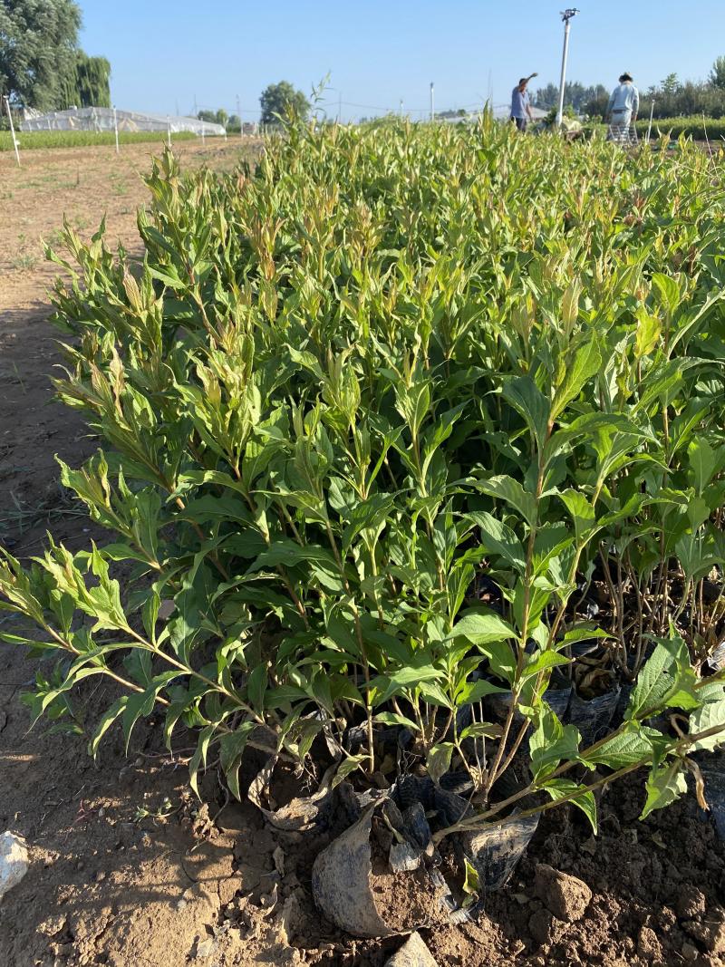 红王子锦带农户直销红王子锦带种植基地