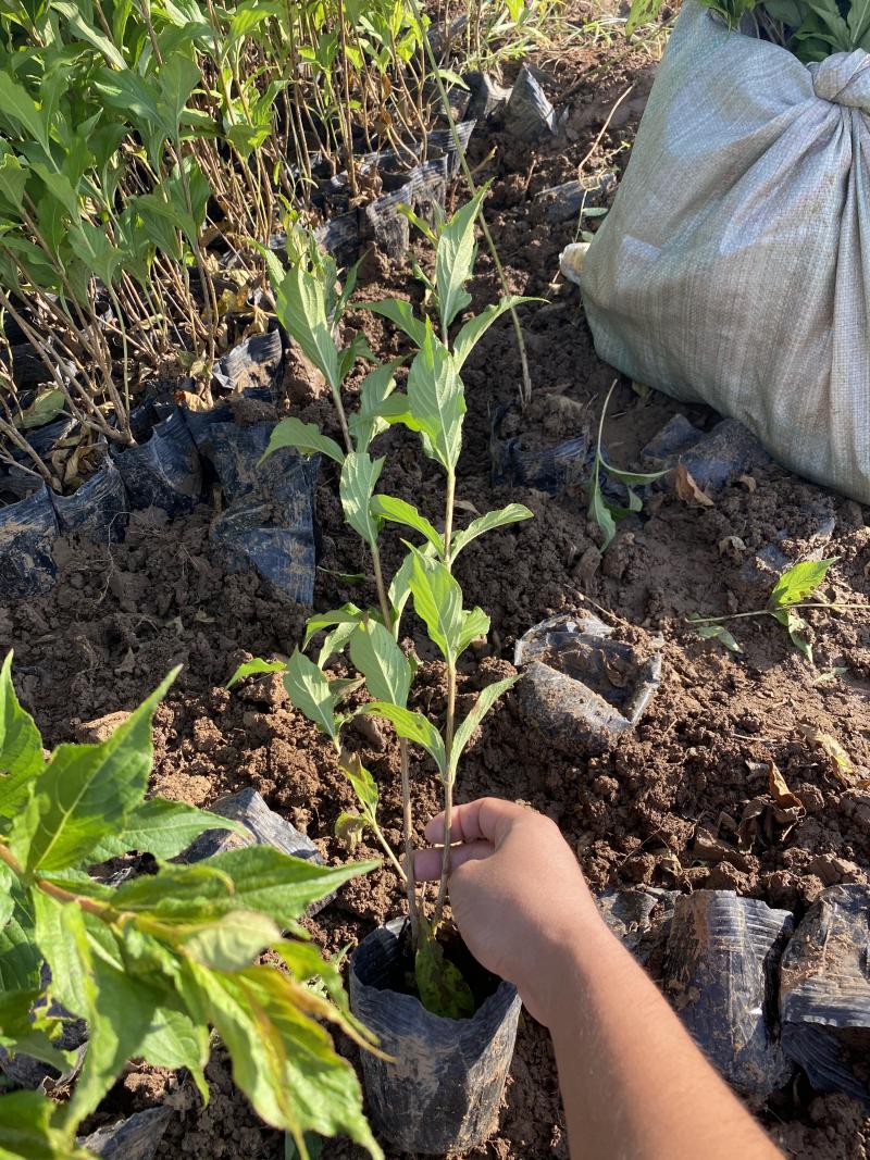红王子锦带农户直销红王子锦带种植基地