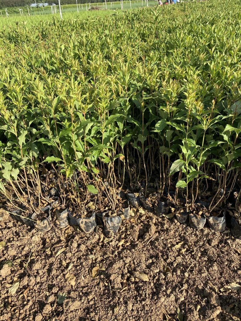 红王子锦带农户直销红王子锦带种植基地