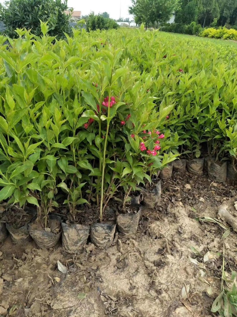 红王子锦带农户直销红王子锦带种植基地