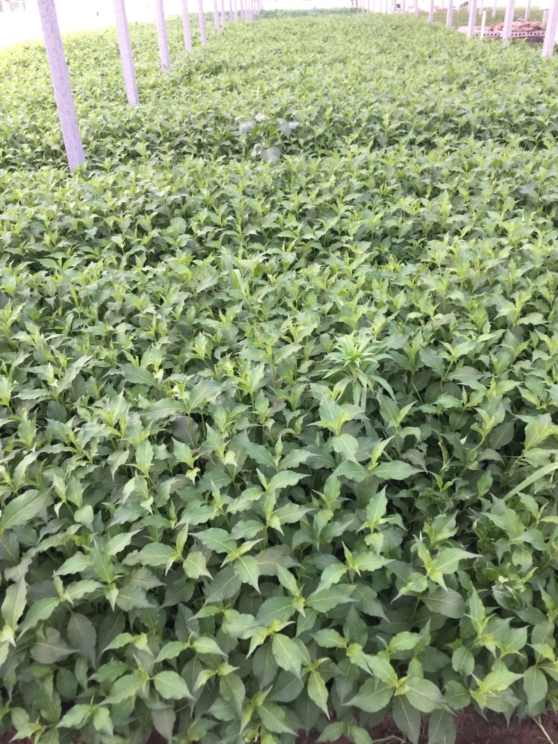 红王子锦带农户直销红王子锦带种植基地