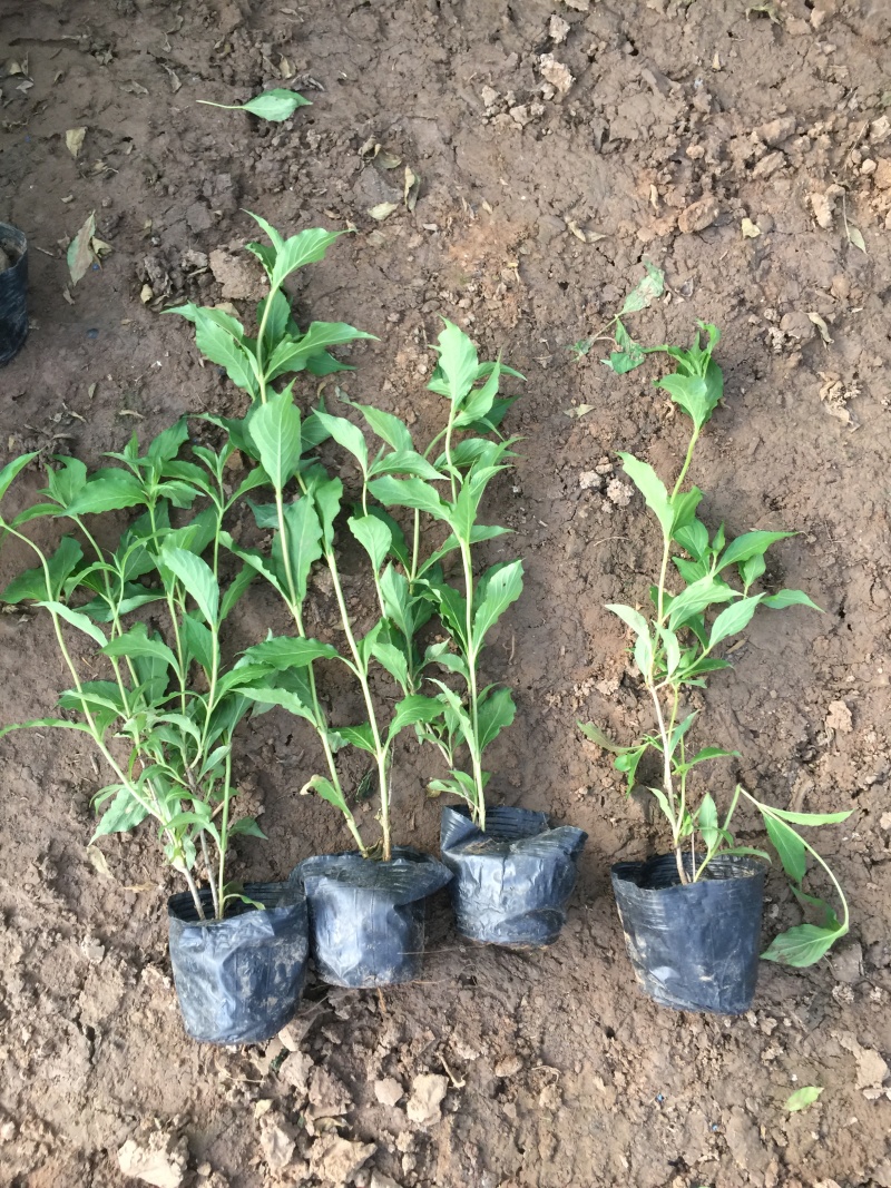 红王子锦带农户直销红王子锦带种植基地