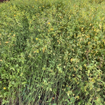 棣棠自产自销棣棠种植基地棣棠批发