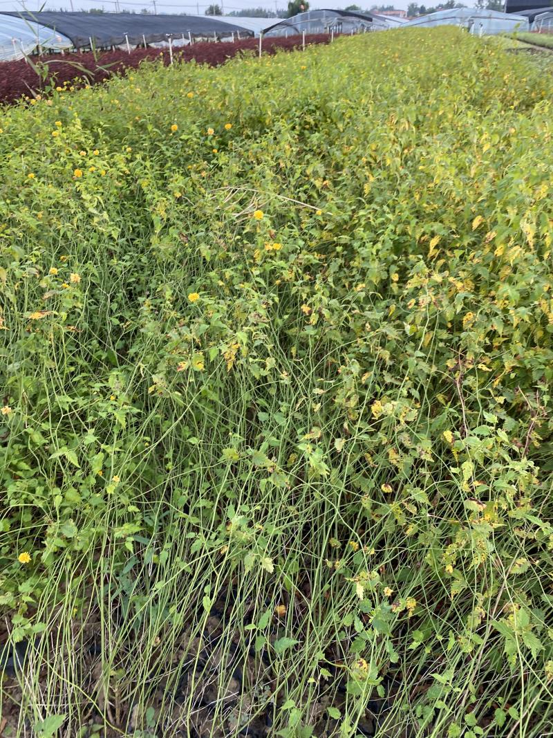 棣棠自产自销棣棠种植基地棣棠批发
