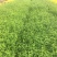 棣棠自产自销棣棠种植基地棣棠批发