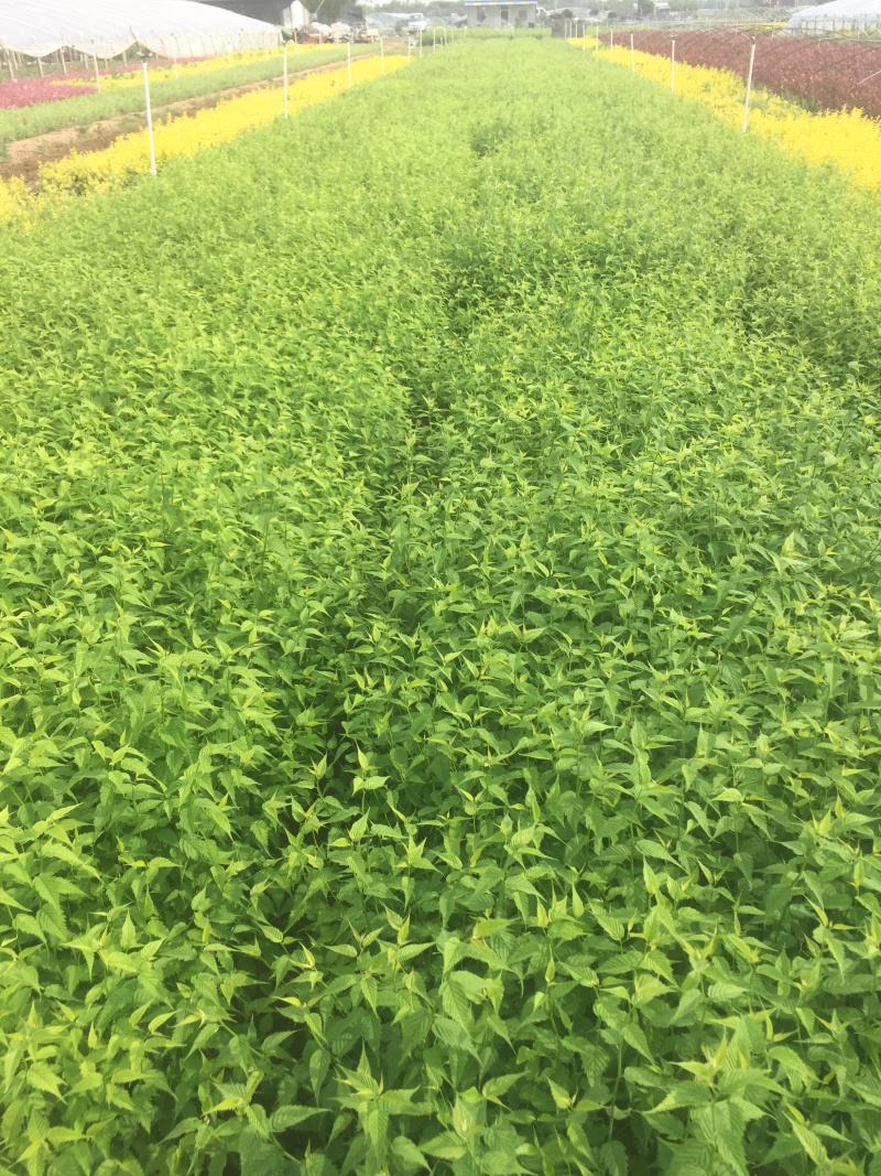 棣棠自产自销棣棠种植基地棣棠批发