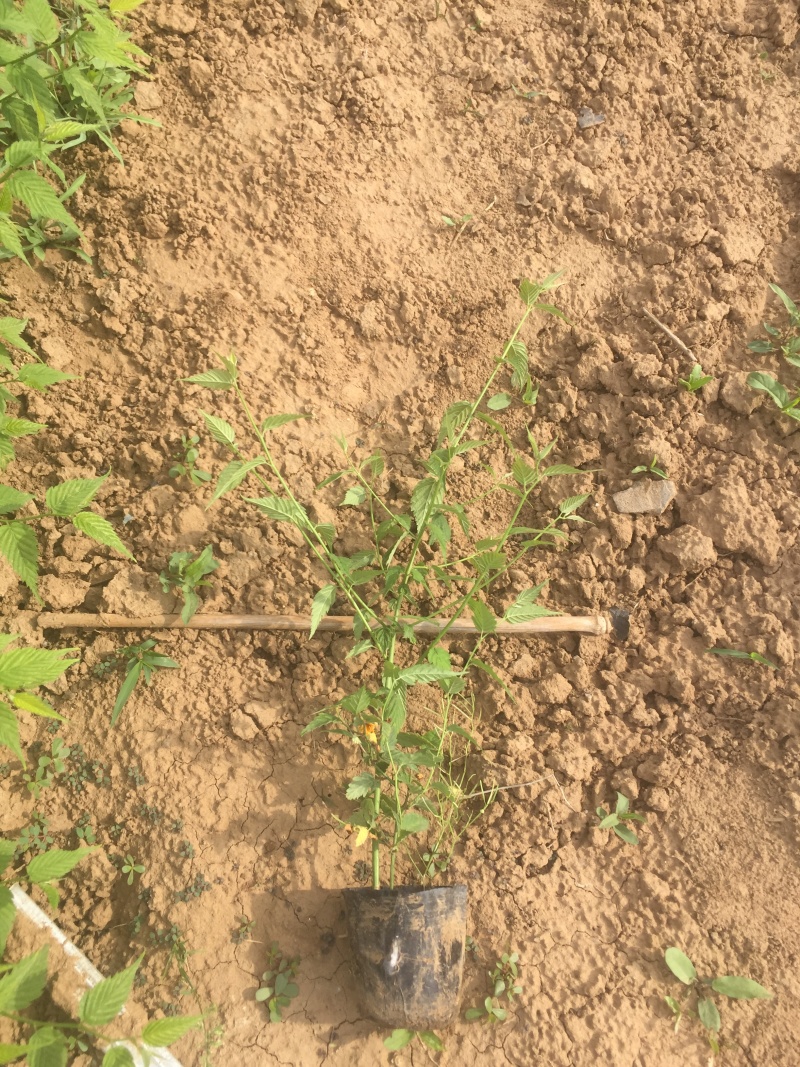 棣棠自产自销棣棠种植基地棣棠批发