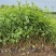 棣棠自产自销棣棠种植基地棣棠批发