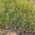 棣棠自产自销棣棠种植基地棣棠批发