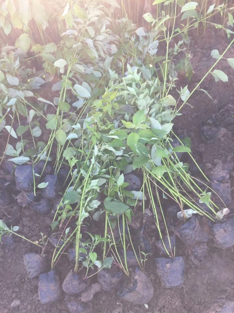 红瑞木自产自销红瑞木种植基地红瑞木批发
