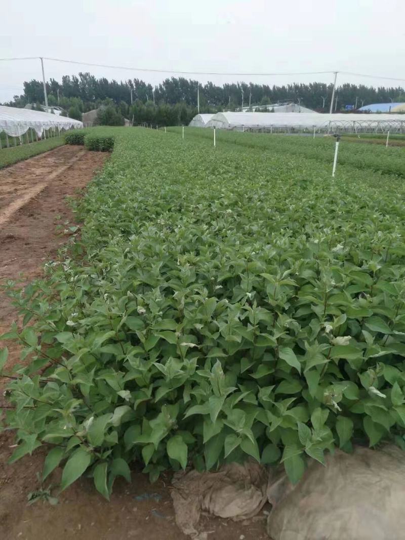 红瑞木自产自销红瑞木种植基地红瑞木批发