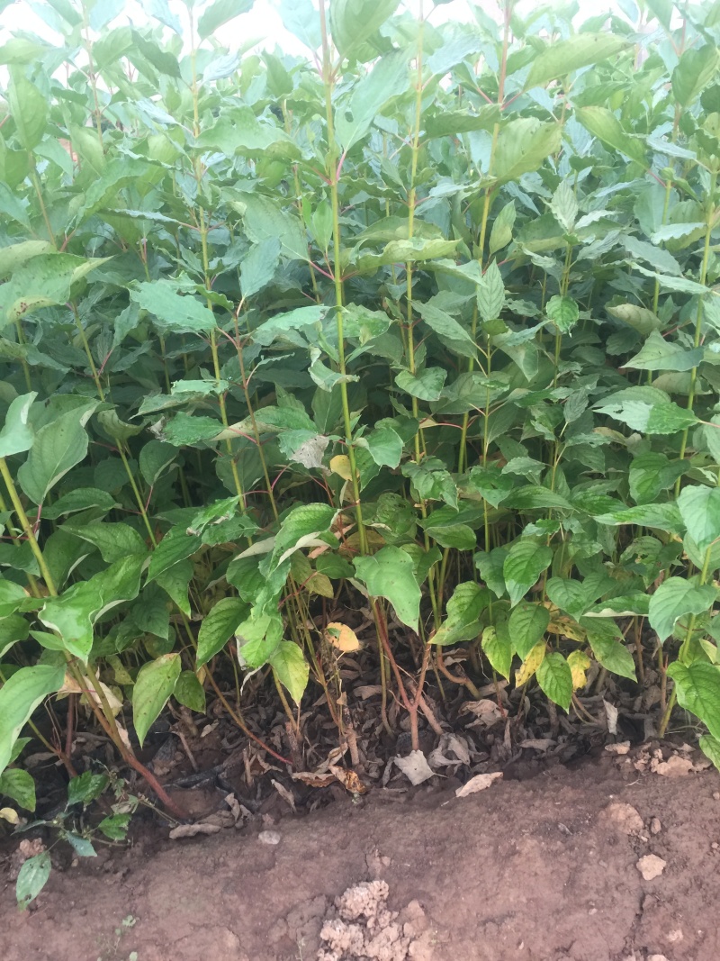 红瑞木自产自销红瑞木种植基地红瑞木批发