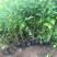 红瑞木自产自销红瑞木种植基地红瑞木批发