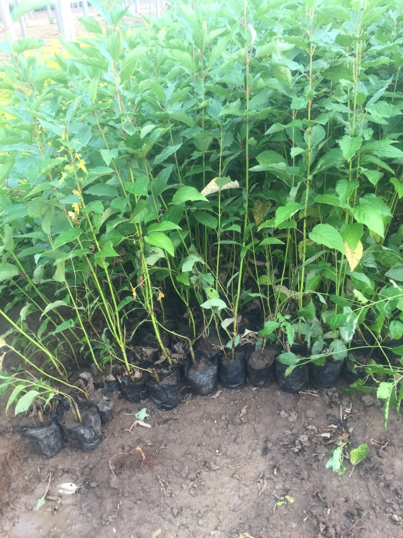 红瑞木自产自销红瑞木种植基地红瑞木批发