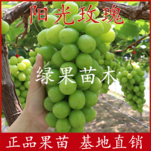 阳光玫瑰葡萄苗嫁接贝达苗蓝宝石葡萄苗妮娜皇后葡萄苗