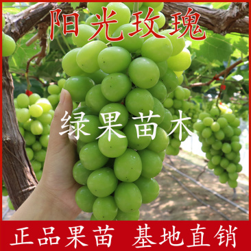 阳光玫瑰葡萄苗嫁接贝达苗蓝宝石葡萄苗妮娜皇后葡萄苗