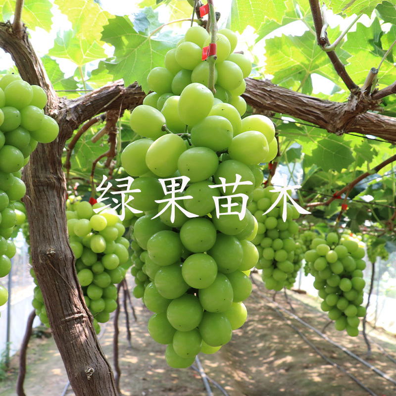 阳光玫瑰葡萄苗嫁接贝达苗蓝宝石葡萄苗妮娜皇后葡萄苗