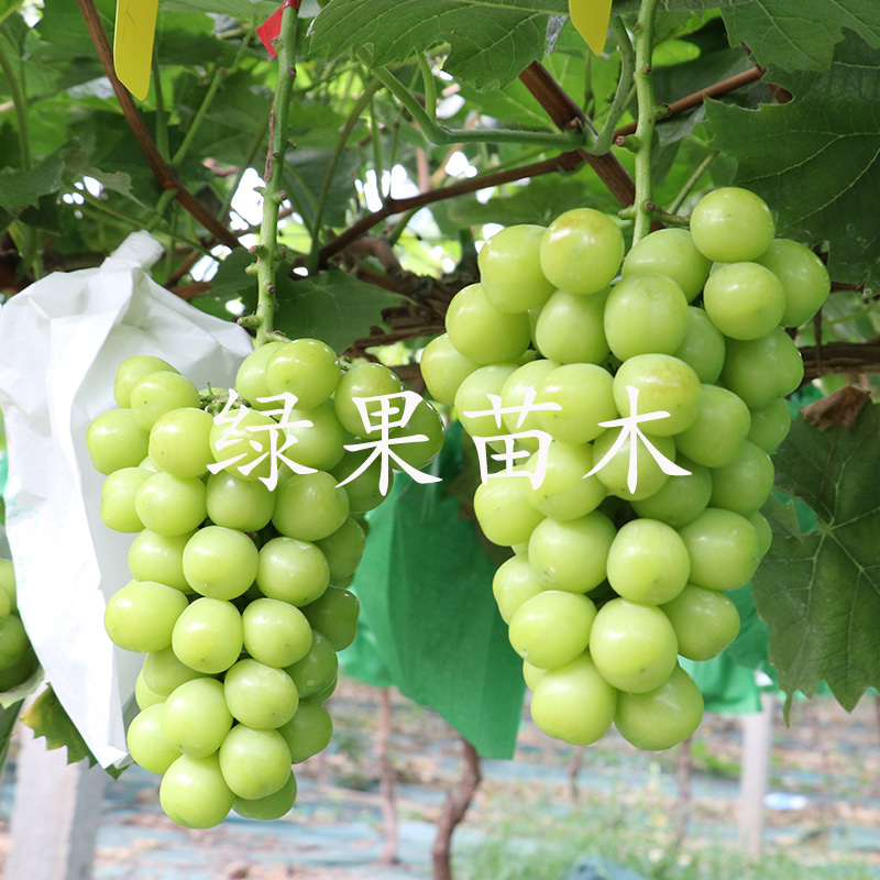 阳光玫瑰葡萄苗嫁接贝达苗蓝宝石葡萄苗妮娜皇后葡萄苗