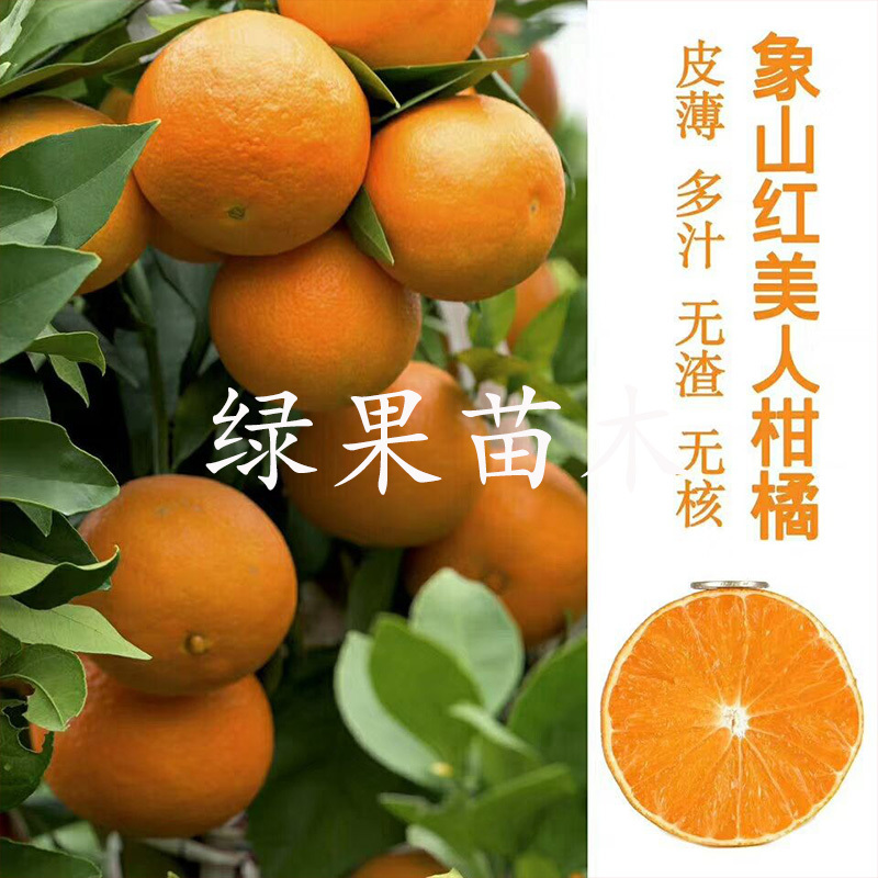 爱媛28红美人柑橘苗橘子树苗果冻橙苗大苗