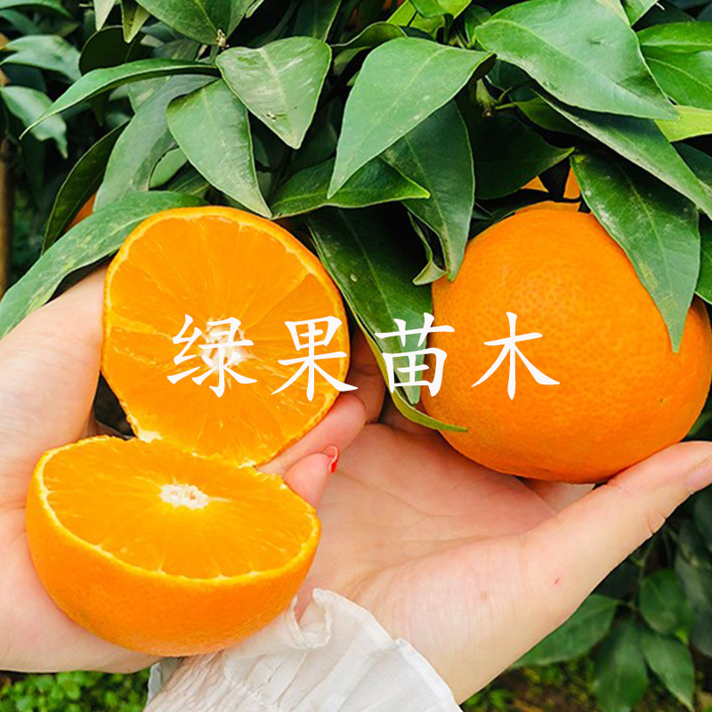 爱媛28红美人柑橘苗橘子树苗果冻橙苗大苗