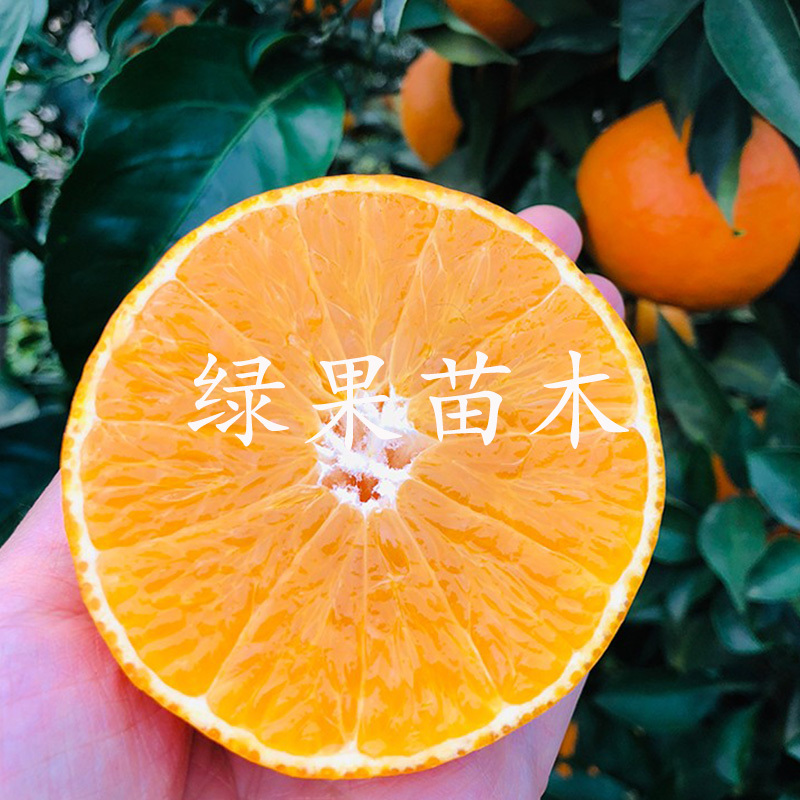爱媛28红美人柑橘苗橘子树苗果冻橙苗大苗