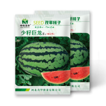 中科茂华杂交西瓜种子少籽巨龙懒汉栽培西瓜種子瓜果大红瓤
