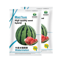 中科茂华水果种子16度冰糖麒麟西瓜种子小时候的西瓜味道