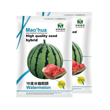 中科茂华水果种子16度冰糖麒麟西瓜种子小时候的西瓜味道