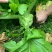 四川正宗榨菜，大量上市，代发全国市场，货源稳定，量大价优