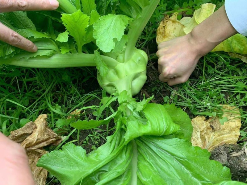 四川正宗榨菜，大量上市，代发全国市场，货源稳定，量大价优