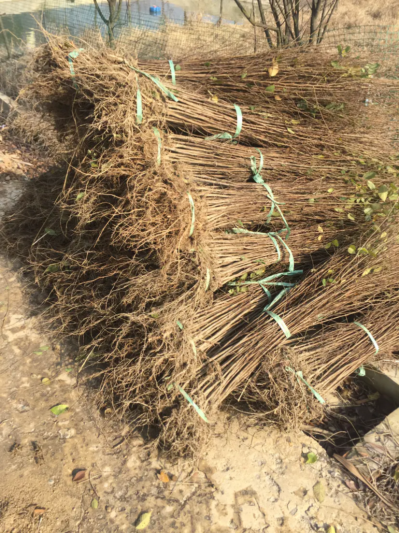 江苏精品榉树杯苗小苗，规格齐全量大价优欢迎下单