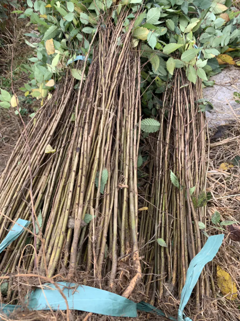 江苏精品榉树杯苗小苗，规格齐全量大价优欢迎下单